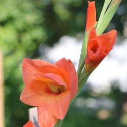 Hybrid Gladiolus