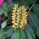Hedychium (Ginger Lily)