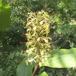 Hedychium Griffithianum