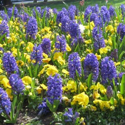 Blue Jacket Hyacinth