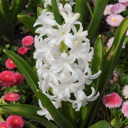 Carnegie Hyacinth