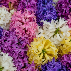 Hyacinth Mixture