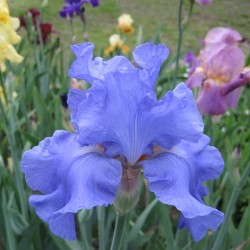 Bearded Iris by the Bushel