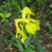 Japanese Iris (Fall)