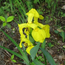 Japanese Iris (Spring)