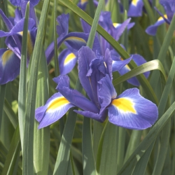 Hildegarde Dutch Iris