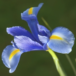 Telstar Dutch Iris