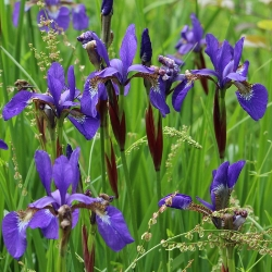 Siberian Iris (Spring)