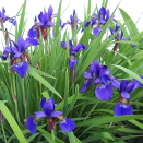 Iris (Spring Planted)
