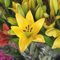 Asiatic Lilies (Spring)