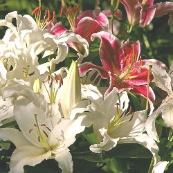 Oriental Lilies (Spring)