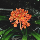 Clivia (Kaffir Lily)