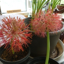 Haemanthus (Blood Lily)