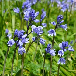 Hyacinthoides Excelsior (Spanish Bluebells)