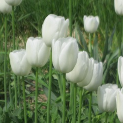 Ivory Floradale Tulip