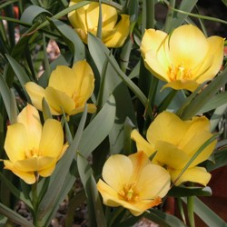 Bright Gem Tulip