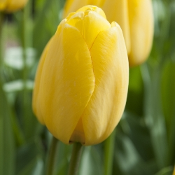 Golden Parade Tulip