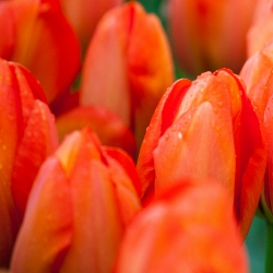 Orange Sun Tulip