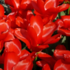 Fosteriana Tulips