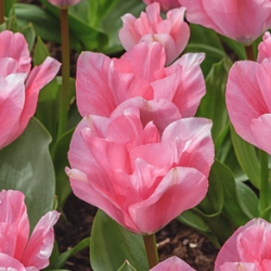 Pink Emperor Tulip