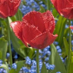 Burgundy Lace Tulip