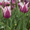 Lily-Flowering Tulips