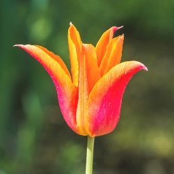 Ballerina Tulip