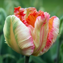 Apricot Parrot Tulip