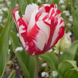 Estella Rijnveld Tulip