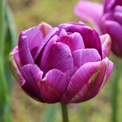 Lilac Perfection Tulip