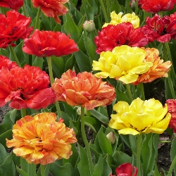 Mixed Peony-Flowered Tulips