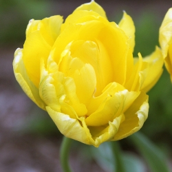 Yellow Pomponette Tulip