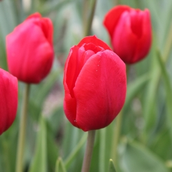 Kingsblood Tulip