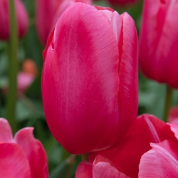 Renown Tulip