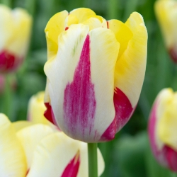 World Expression Tulip
