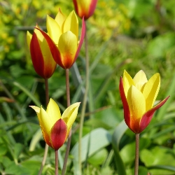 Chrysantha Clusiana Tulip