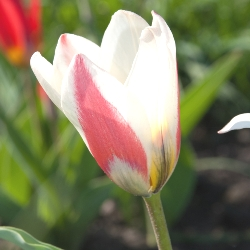 Heart's Delight Tulip