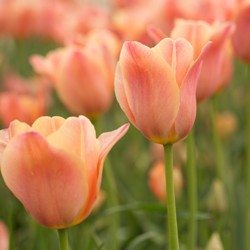 Apricot Beauty Tulip