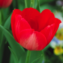 Hollandia Tulip