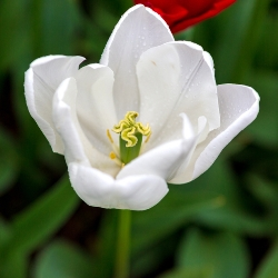 Wildhof Tulip (Silver Dollar)