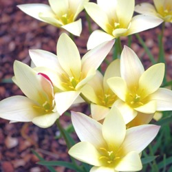 Lady Jane Species Tulip