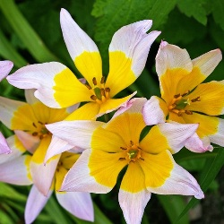 Lilac Wonder Tulip