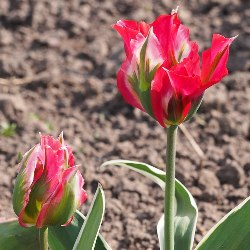 Esperanto Tulip