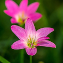 Zephyranthes (Rain Lily)