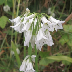 Mary's Garden Patch Fall Bulbs: Alliums