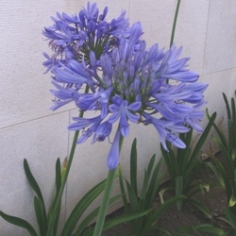 Agapanthus Blue Donau Agapanthus Blue Donau