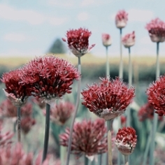 Atropurpureum Allium Atropurpureum Allium