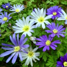 Mixed Anemone Blanda Mixed Anemone Blanda