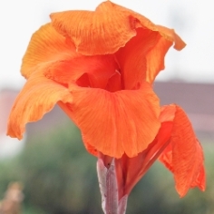 Orange Beauty Giant Canna Orange Beauty Giant Canna