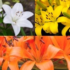 Asiatic Lily Collection Asiatic Lily Collection